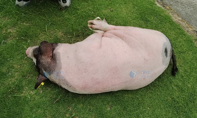 香豬多器官單細(xì)胞懸液怎么制？用單細(xì)胞懸液制備儀